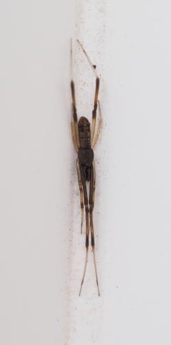 Episinus truncatus
